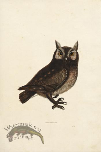 KO 11 Eastern Screech Owl
